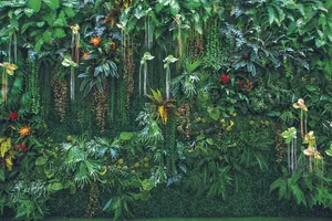 Oasis
