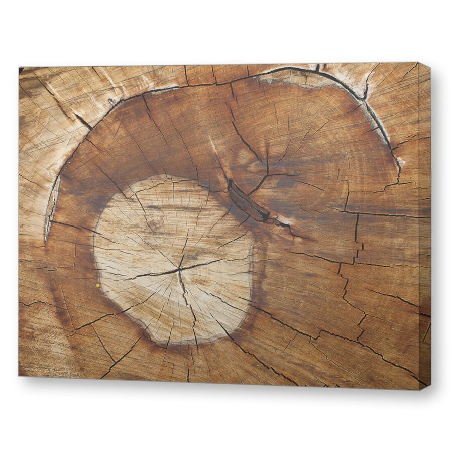 Дубовый пень на подрамнике