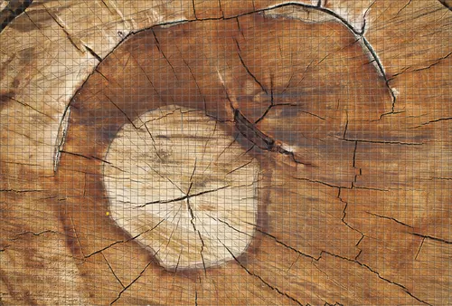 Дубовый пень