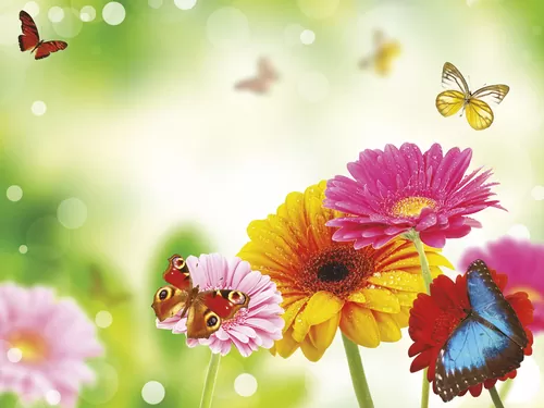 Цветы и экзотические бабочки