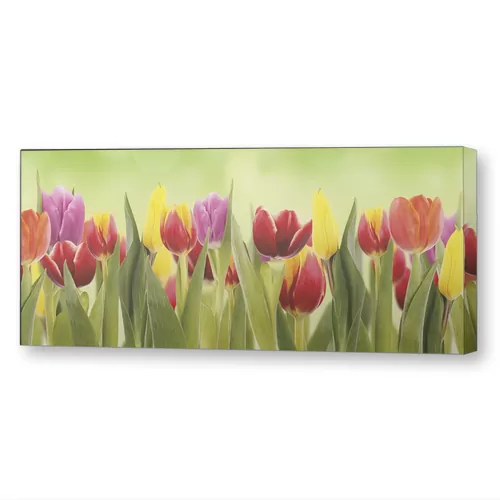 Тюльпаны на зеленом фоне