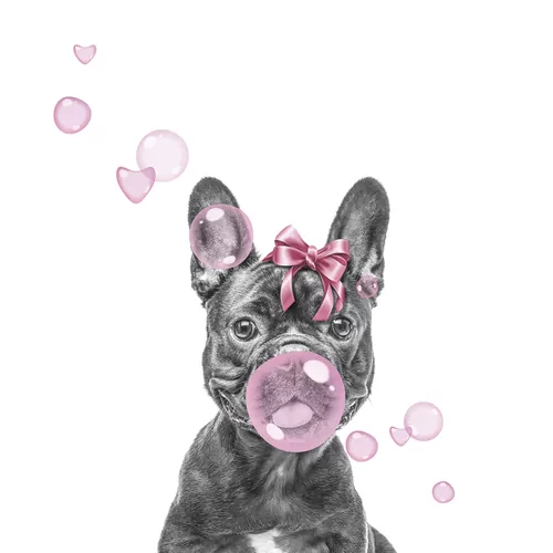 Собака с розовой жвачкой