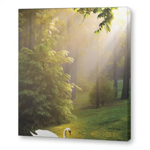 Лебедь в лесу