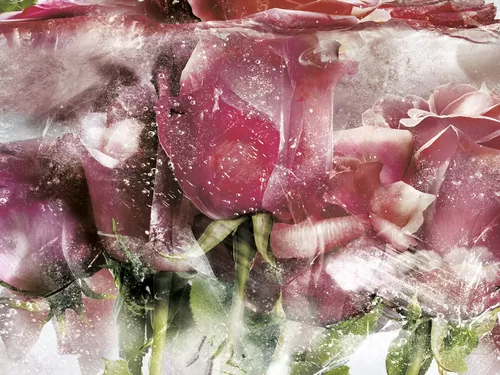 Ice roses pink