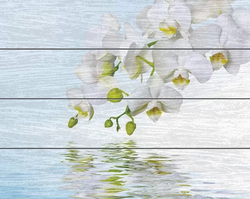 Белые орхидеи