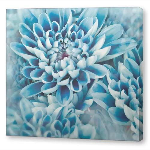 Голубая хризантема