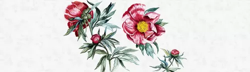 Red Peony