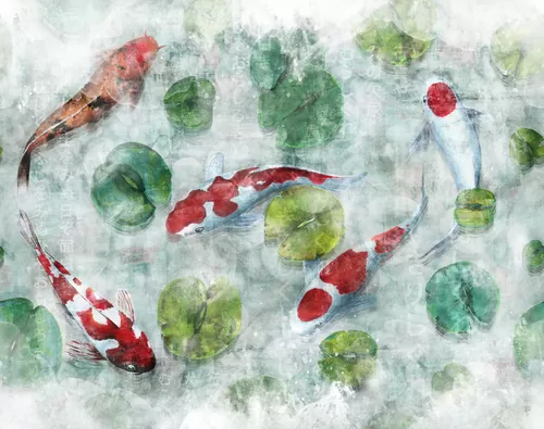 Koi