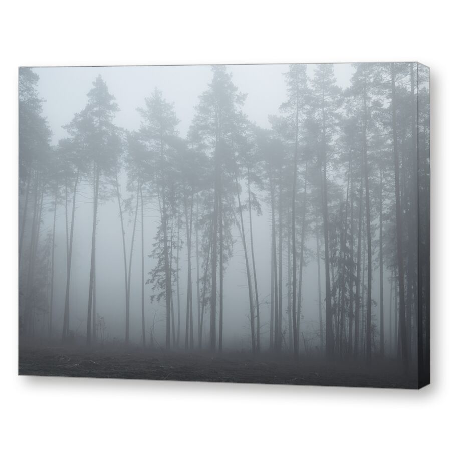 Foggy forest на подрамнике