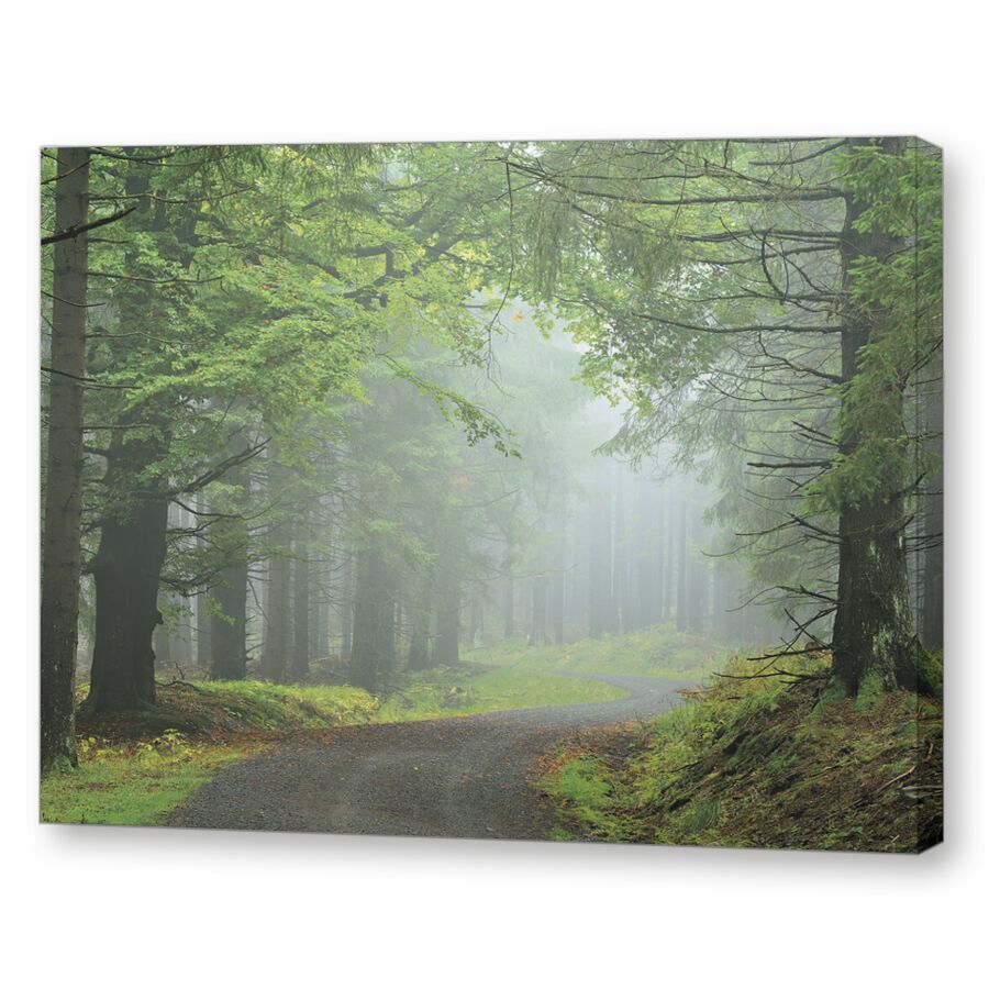 Дорога в туманном лесу на подрамнике