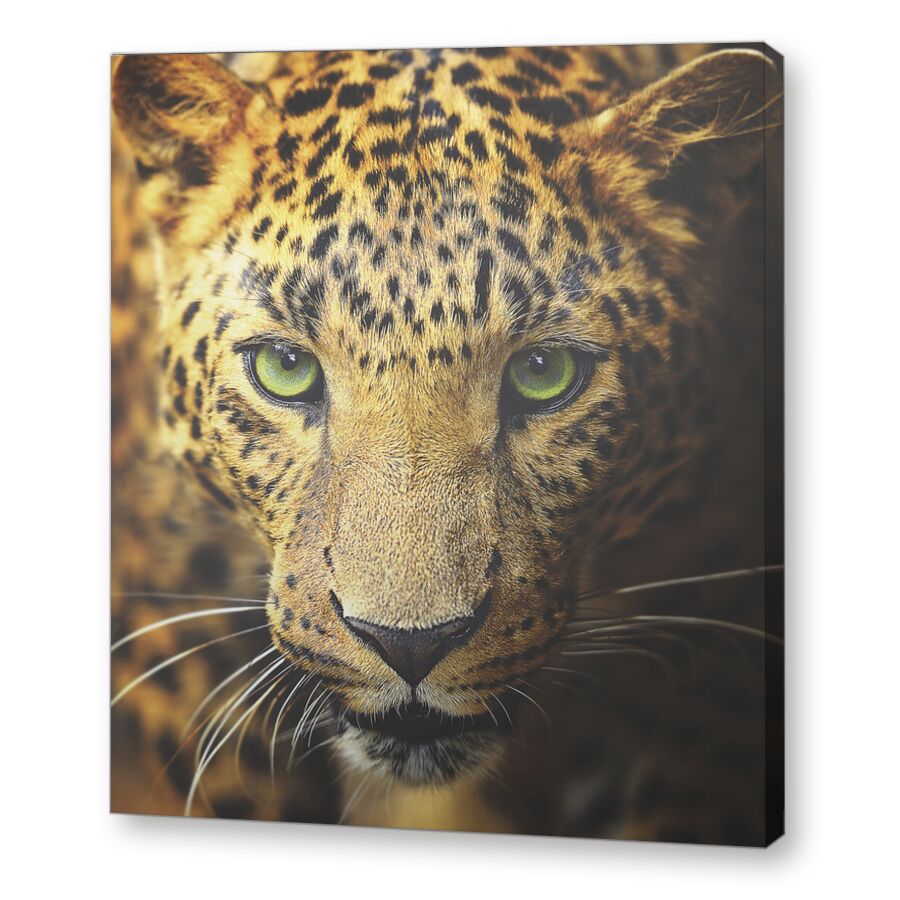 Дикий леопард на подрамнике