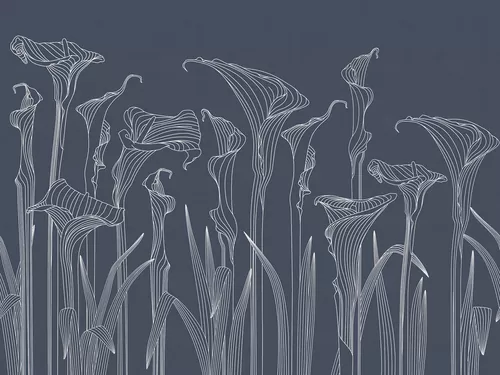 Kalla lilies blue