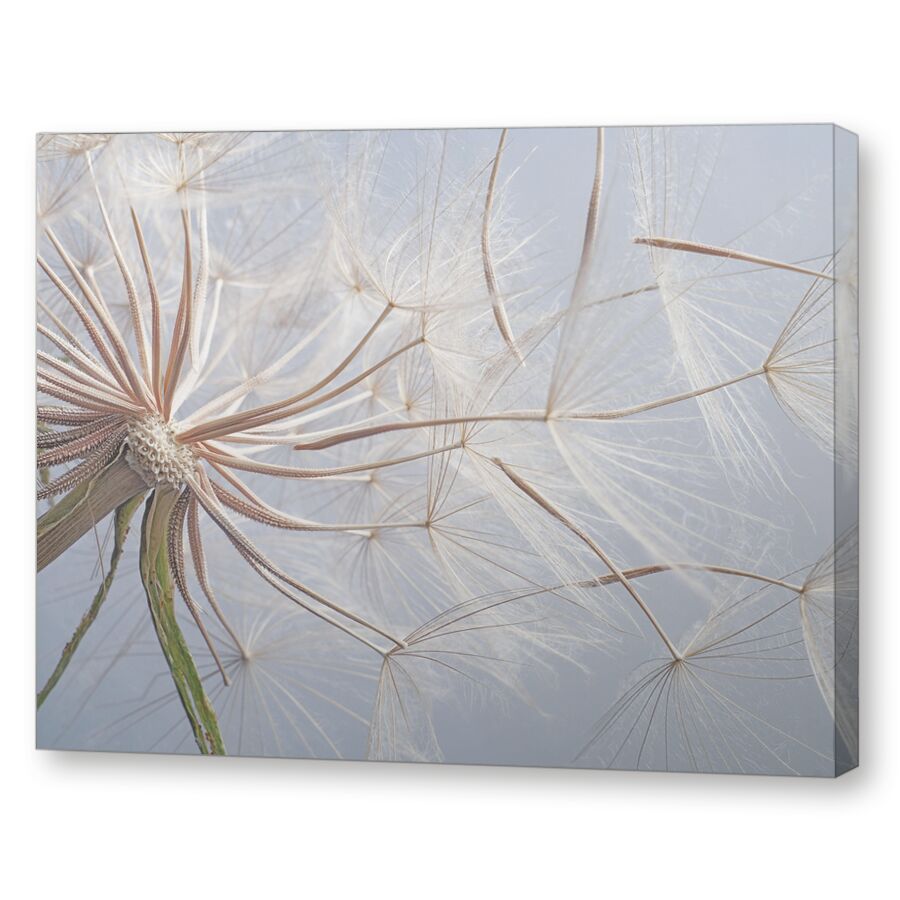 Одуванчик на подрамнике