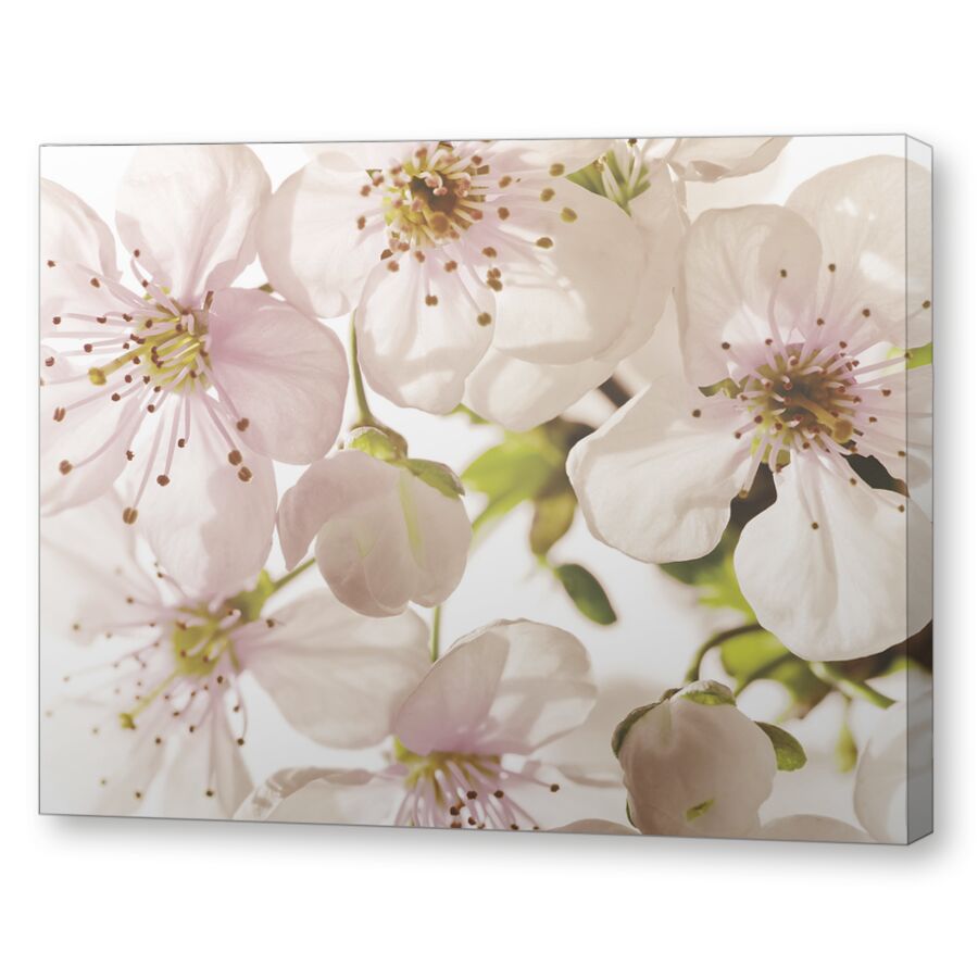 Вишни в цвету на подрамнике