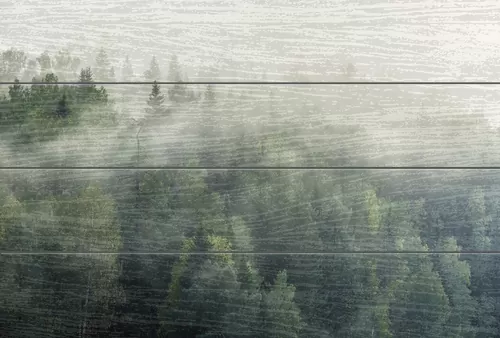 Туман над лесом