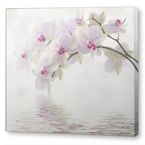 Белые орхидеи