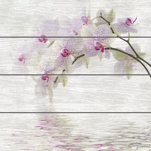 Белые орхидеи