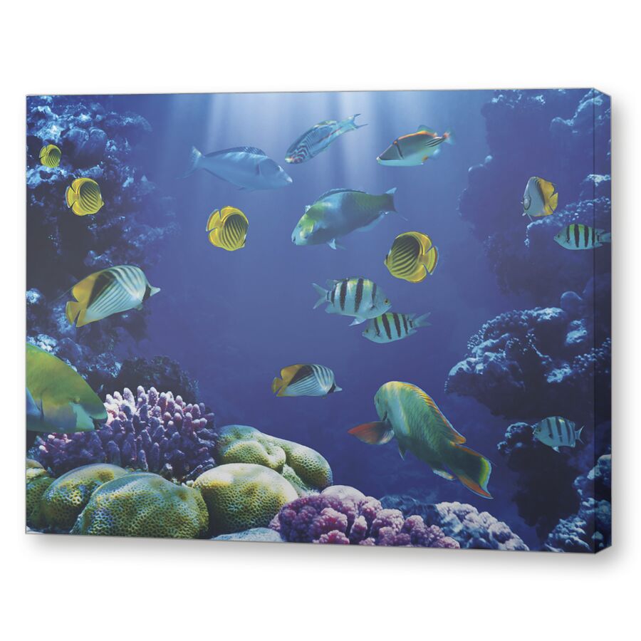 Кораллы и рыбы на подрамнике