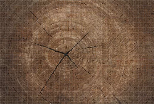 Спил с кольцами