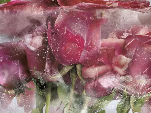 Ice roses pink