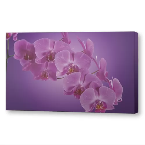 Розовая орхидея