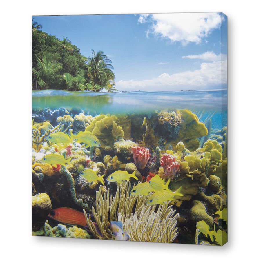 Риф Бали-Барат на подрамнике