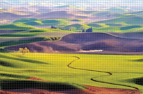 Цветочные поля