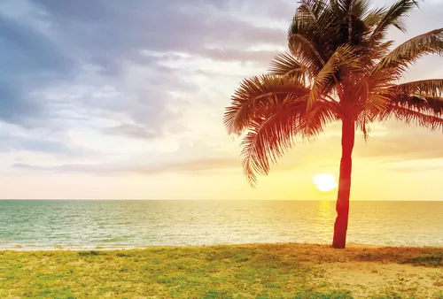 Одинокая пальма на закате