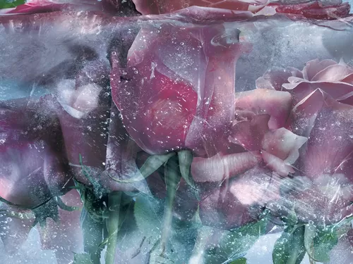 Ice roses blue
