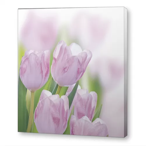 Нежные тюльпаны