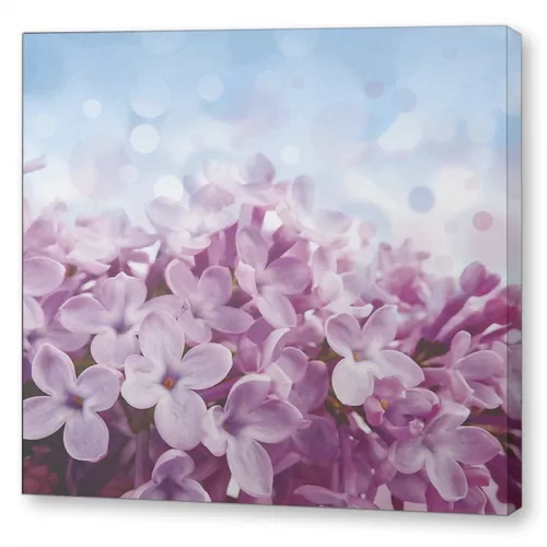 Цветы сирени