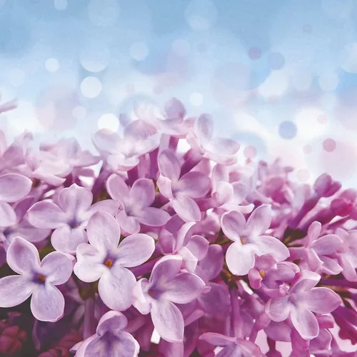 Цветы сирени