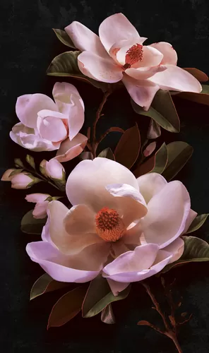 Magnolia macro