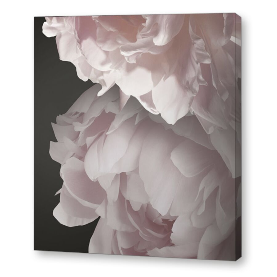 Pink peonies на подрамнике