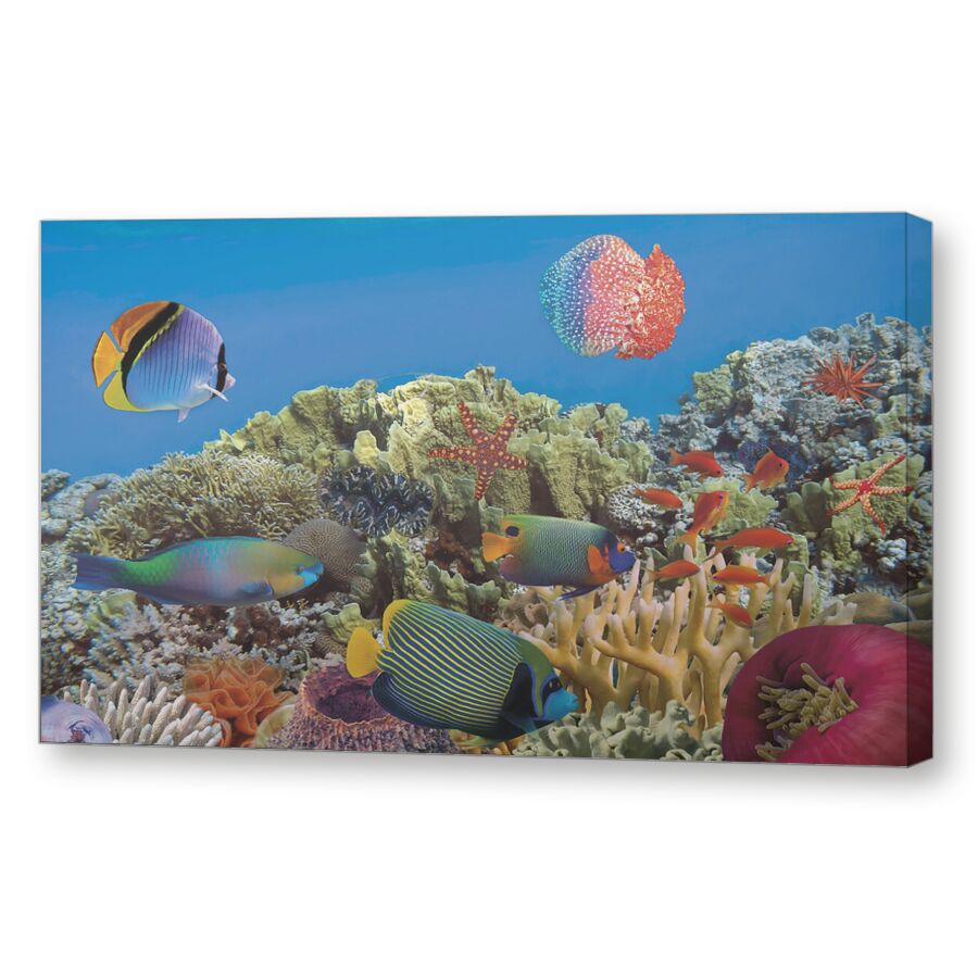 Риф Шааб Сабрина на подрамнике