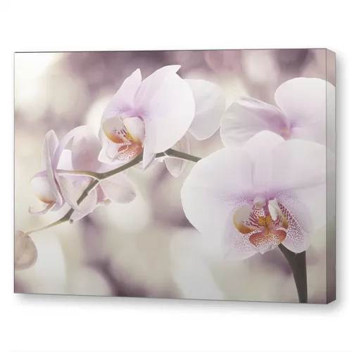 Фиолетовая орхидея