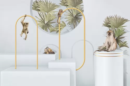 Monkeys in the dimension