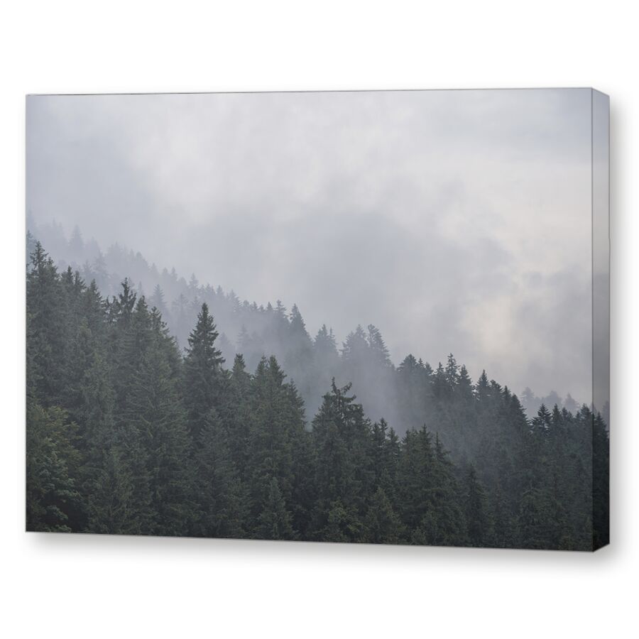 Foggy forest на подрамнике