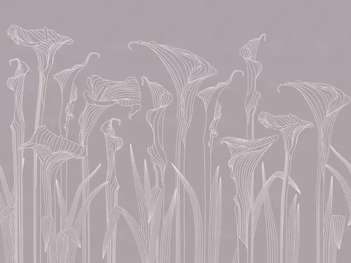 Kalla lilies
