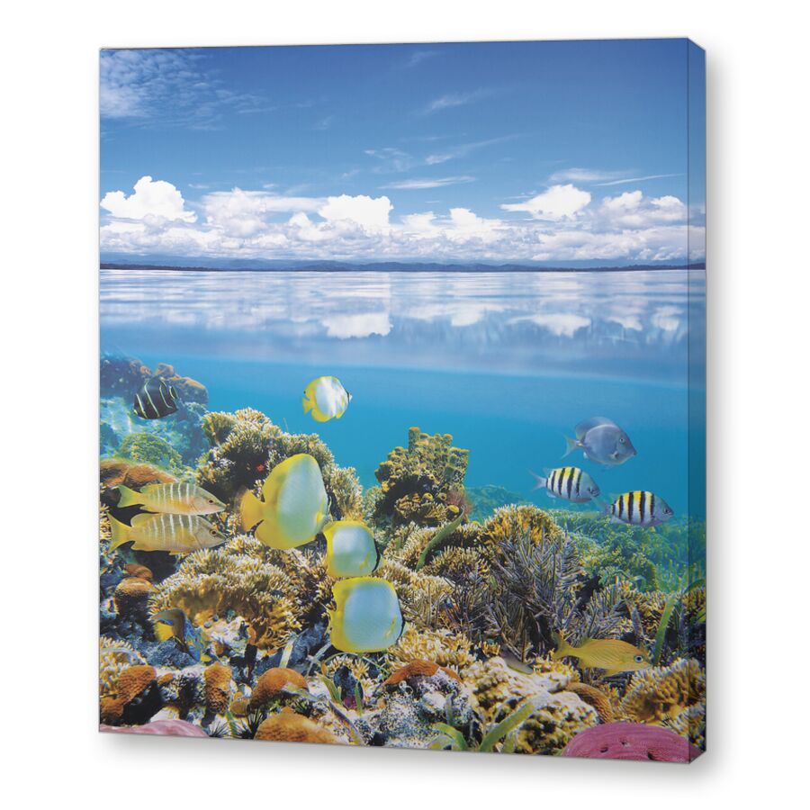 Риф Бокас дель Торо на подрамнике