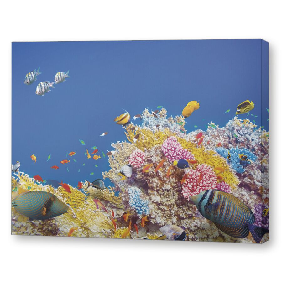 Риф Абу Рамада на подрамнике