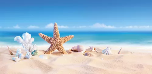 Морская звезда