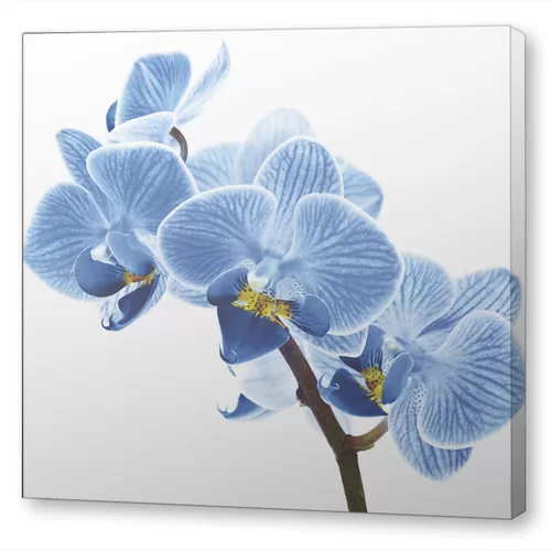 Голубые орхидеи