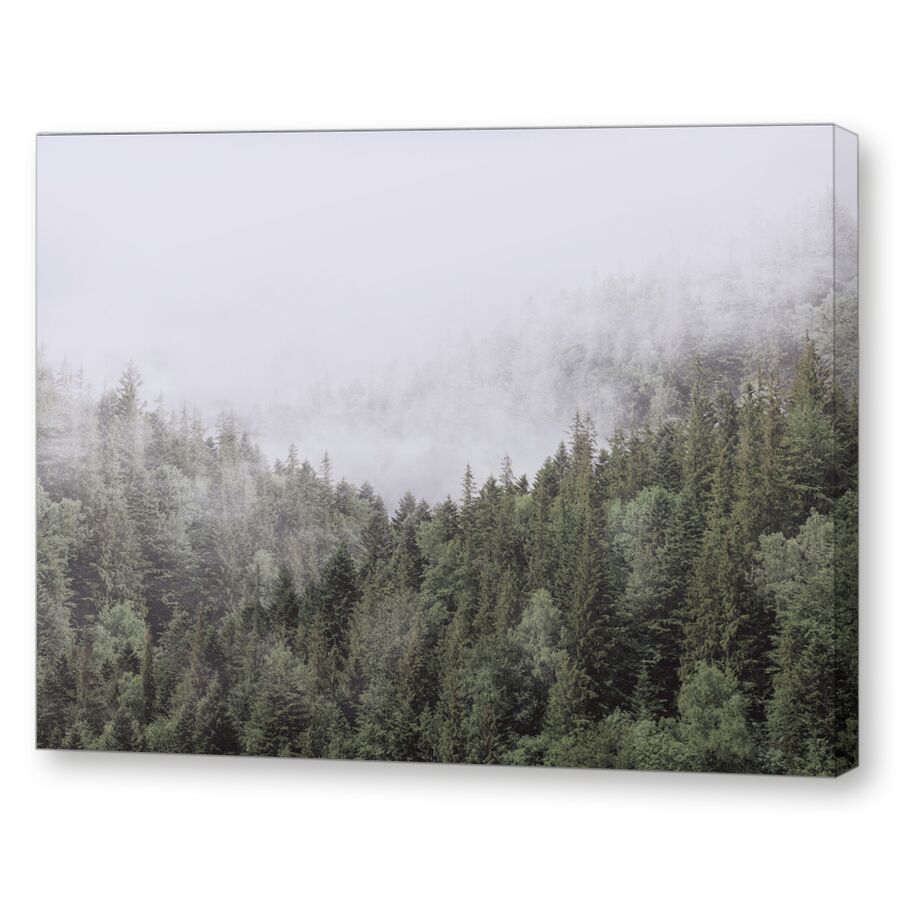 Forest in the fog на подрамнике