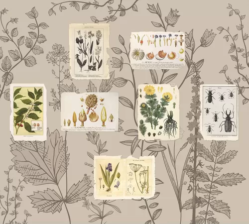 Из ботанической энциклопедии