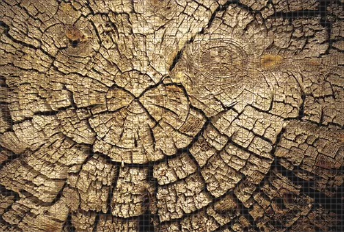 Текстура старого дерева